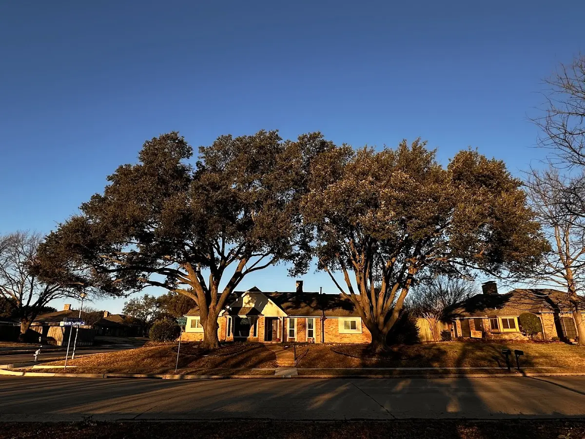 Established residential canopy tree shading a home in Independence